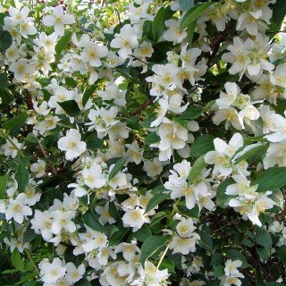 Bauernjasmin - Philadelphus coronarius - Jasmin für den Garten