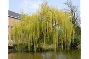 Salix Chrysocoma Weeping Willow Tree 5-6ft Supplied in a 7.5 Litre Pot by DirectPlants™