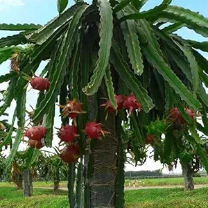 Creative Farmer Plant for