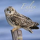  Eulen (BK) 225219 2019: Broschürenkalender mit Ferienterminen. Eulen, Jäger der Nacht. 30 x 30 cm