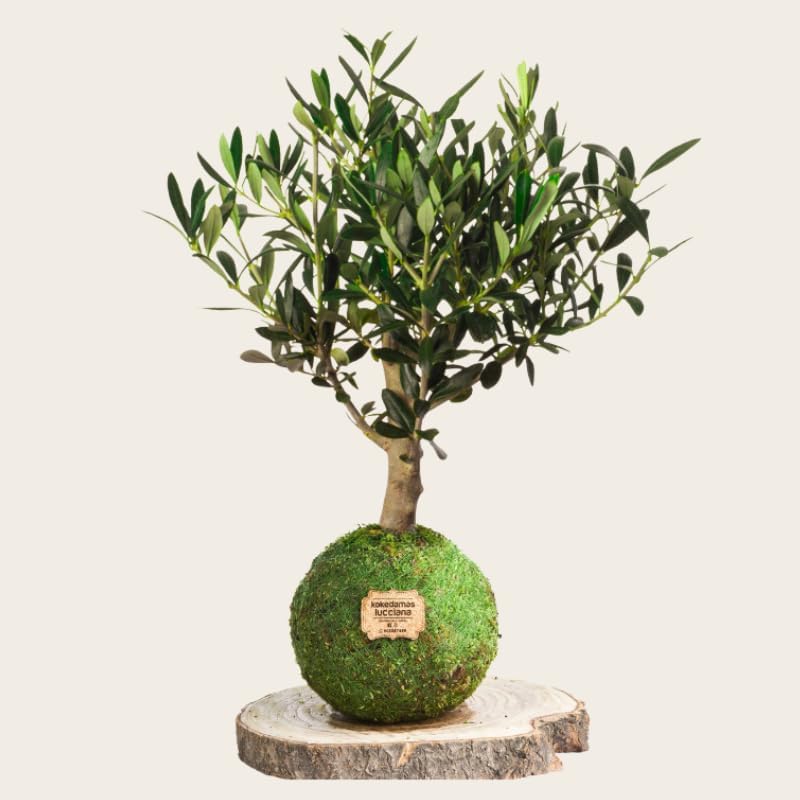 Kokedama Olivo - Kokedama Exterior| Bola de Musgo Vivo | Planta Natural | Planta Interior | Decoración Hogar | Fácil Cuidado y Mantenimiento