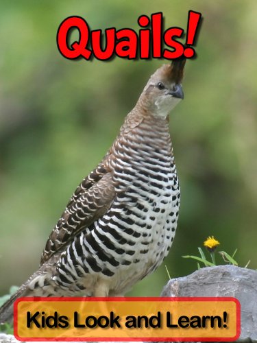 Quails! Learn About Quails and Enjoy Colorful Pictures - Look and Learn! (50+ Photos of Quails) (Eng