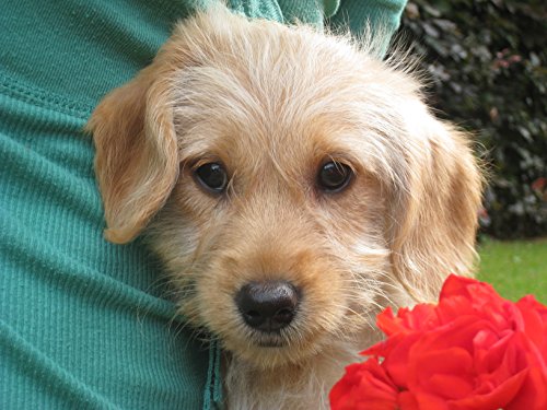 Probiotics-for-Dogs-30ml-designed-to-support-sensitive-digestion-and-upsets-Natural-Ingredients-Veterinary-formulation-in-easy-to-use-calibrated-syringe-keep-at-room-temperature-can-be-used-multiple-t