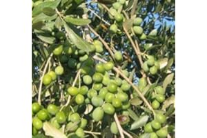 Vivai Gardenhome - Olivo Leccio del Corno