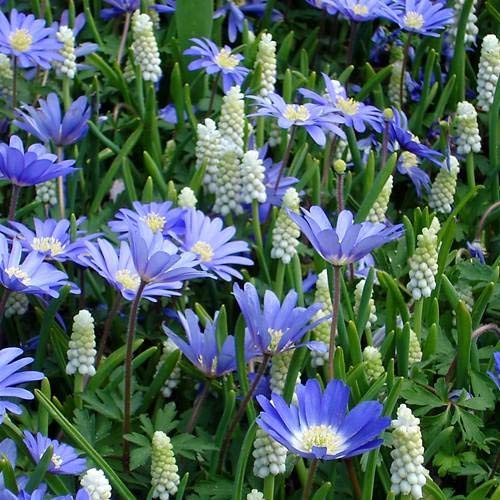 Kleine Traubenhyazinthe und blaue Anemone - 60 blumenzwiebeln
