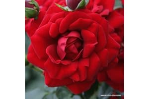 ARBORIX, PLUS VERT - MOINS CHER 2 x Rosier - Rosa 'Amadeus' pot 25-30 cm - Le rosier grimpant robuste avec des fleurs rouge sang et un feuillage sain