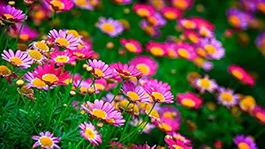 ISEE 360 Gardens Sunflowers Wall Laminated Posters for Home Living Kids Study Bed Room Kitchen Office Decor Stylish High Quality Printed Wall Poster 300 GSM L X H 18 X 12 Inches