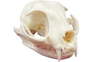 Naturligt Djurskalleprov, Taxidermi Djurben, Harts Skalle Skelett Dekor, för Heminredning, Unika Festivaler Gåva Cat Skull