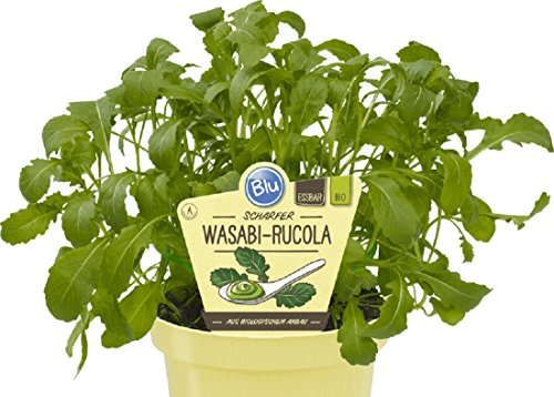 Wasabi Rucola winterhart im 12 cm Topf aus natürlichem Anbau Frei von Schadstoffen (1)
