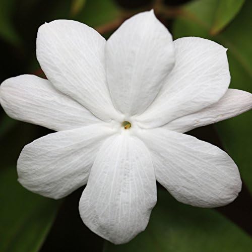 Premium JASMINE Fragrance Oil - Choice of Bottle Sizes (25ml)