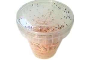 FEEDERS & MORE 3 Dosen große Drosophila Fruchtfliegen Zuchtansatz 500ml praktisch verpackt, Futterinsekten Futtertiere 1L/5,60EUR