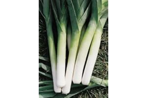 ROOT SOURCE Leek Plug Plants Grow Your Own Vegetables from Our Premium Quality 'Ready to Plant Now' Young Vegetable Plants (12)