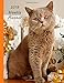 Produktbild 2019 Weekly Planner: Large Size 8.5x11 Organizer Diary with Goal Setting & Gratitude Sections, British Shorthair Cat, Lilac Lavender (Love All Cats, Band 4)