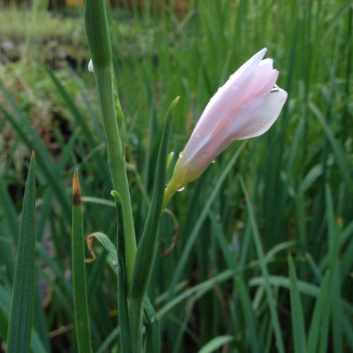 lichtnelke – Rosa Sumpfgladiole (Schizostylis coccinea ‚ Mrs. Hegarty ‚) - 3