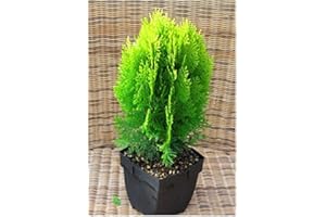 HARRO'S PFLANZENWELT Thuja Platycladus Aurea nana - goldener Zwerg-Lebensbaum 17 cm Topf
