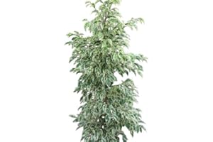GARDEN MARKET PLACE Planta de interior - Planta para la casa o la oficina - Ficus benjamina Variegata - Higuera llorona variegada - 1,1 metros