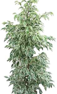 Zimmerpflanze für Wohnraum oder Büro – Ficus benjamina – Birkenfeige