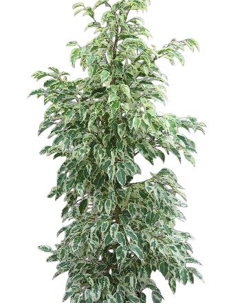 Plante d'intérieur - Plante pour la maison ou le bureau - Ficus benjamina - Figuier pleureur panaché, hauteur 1,1 m