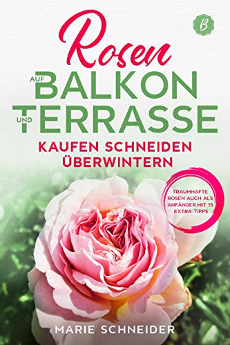 Rosen Auf Balkon Und Terrasse Kaufen Schneiden Uberwintern