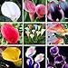 Produktbild Pinkdose Calla-Lilienzwiebeln, für Balkonpflanzen, Calla-Dose, Strahlungsabsorption, gemischte Farben, 50 Stück/Beutel: Mehrfarbig