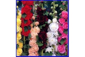 SVI Double Mix Chater trémière 15 graines Beautiful Flowers Fluffy - COULEURS EXCEPTIONNELLES!