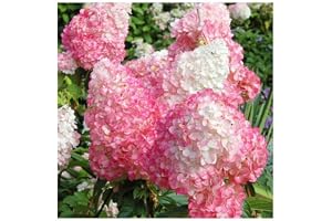 3 stycken Hydrangea Paniculata 'Pink Lady' 30–50 cm risphortensia lövträ.