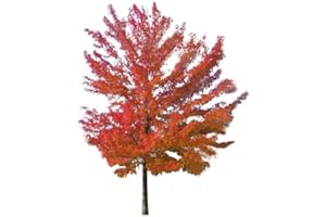 SAMENCHILISHOP (IMMER NUR EINMAL VERSAND) 20 Samen Rot-Ahorn (Acer rubrum) Winterhart, Bonsai Geeignet