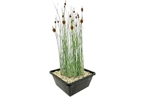 vdvelde.com - Zwergrohrkolben - Typha minima- 4er Set, Winterhart - Inklusive Teichkorb, Teichpflanzen Lehm, Wasserpflanzen dünger und Bedeckung Kies - vdvelde.com - WASSERPFLANZEN