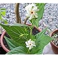 Plantazee Harshringar|Parijat|Paarijaata|Night-Flowering|Coral Jasmine From Plants Valley