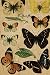 Produktbild Butterfly: Vintage Butterflies Pattern Composition Notebook - Large 6 x 9 - College Ruled 110 Pages for Writing and Drawing