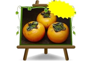 EURO PLANTS VIVAI Kaki pomme variété O’Gosho - Plante fruitière vieux sur pot 26 - arbre max 200 cm - 4 ans