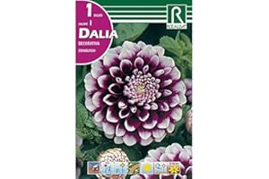 ROCALBA BULBO DALIA EDINBURGH - 1 UD.…