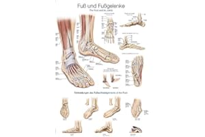 ‎ERLER ZIMMER Lehrtafel"Fuß und Fußgelenke", 70x100cm