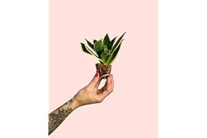 Sansevieria Trifasciata Golden | Mini Planta Natural Interior | Pur Plant