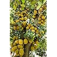 Jackfruit Plant, Veatnam Jack Fruit Tree Plant/Hybrid Grafted Baromashi Sweet Jackfruit/Kathal/Echar Tree Plant Home Garden Green Jackel Vegetable Fruit Tree Healthy Plant