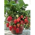 Cloud Farm Live Strawberry Fruit Plant/Sweet Charlie Jharaber Perfect for Home Decoration Indoor or Outdoor Plant CF_16