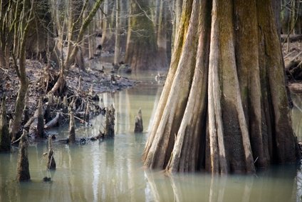 Seedeo Sumpfzypresse (Taxodium distichum) 15 Samen