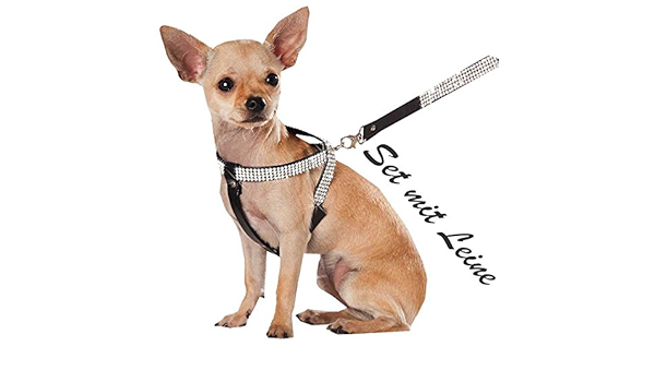 chihuahua harness amazon