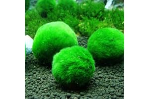 YUTALOW 3 pz Palle di Muschio di Marimo,Palle di Gioco dal Vivo Biologico, Naturale, Luminoso,Verde, a Bassa Manutenzione,Impianto Acquatico Vivo,Creare Un Ambiente Sano-Eco-Friendly Muschio Palle
