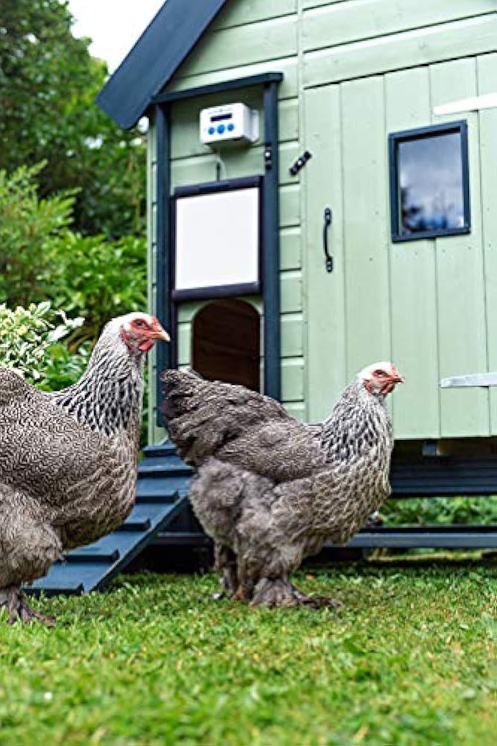 Chickenguard Premium Portier Automatique Pour Poulailler