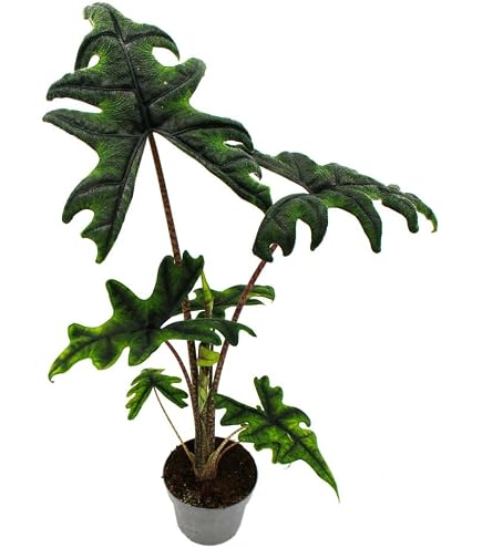 lemon lime philodendron Philodendron 'Lemon Lime’ main image 1