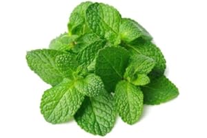 AC 300 graines Aromatiques - MENTHE Verte - Mentha Viridis