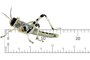 Livefood UK Live Locusts Small/Medium size 10mm to 20mm MEGA TUB of 25 Live Locusts (Reptile Livefood)