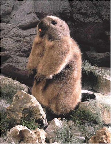 Preisvergleich Produktbild Kösener 4550 - Murmeltier Murmeli