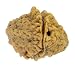 Rudraksha 2 Mukhi INDIAN RUDRAKSHA 100% Original & GJSPC Certified Two Faced RUDRAKSHA PENDANT BY Arihant Gems and Jewels RS.499.00