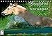 Fjordpferde - Norweger (Tischkalender 2016 DIN A5 quer): Kalender Fjordpferde / Norweger (Monatskalender, 14 Seiten ) (CALVENDO Tiere) by 