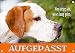 Produktbild Hundeschild - English Pointer - Metallschild mit Fotodruck, DIN A5