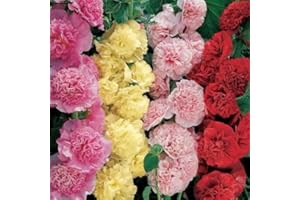 SVI Semi Hollyhock -Summer Carnevale Malvone Mix - Alcea Rosea, AAS Winner (100)