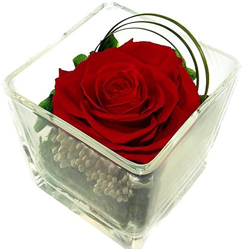 Rosen-te-amo Muttertag Geschenk Konservierte Rose – Blumen-Gesteck aus ECHTE Blumen in der Vase, 1 PREMIUM haltbare-Rose in Rot – unser Blumen-Arrangement sind lange haltbar Geschenk zum Muttertag(Würfel-Vase, Rote-Rose) - 2