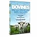 Bovines ou la vraie vie des vaches